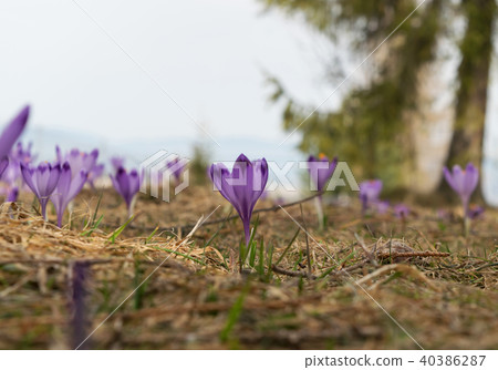 Wild Crocus or Crocuses 40386287