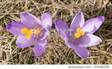 Wild Crocus or Crocuses 40386288