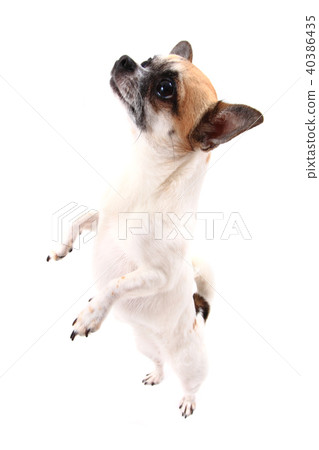 small chihuahua isolated 40386435