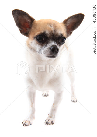 small chihuahua isolated 40386436