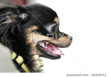 detail of chihuahua head detail of chihuahua head 40386551