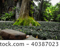 Green, green moss, root, old, natural, great 40387023