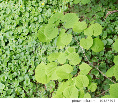 Young Light Green Spring Leaves Young Light Green Spring Leaves 40387191