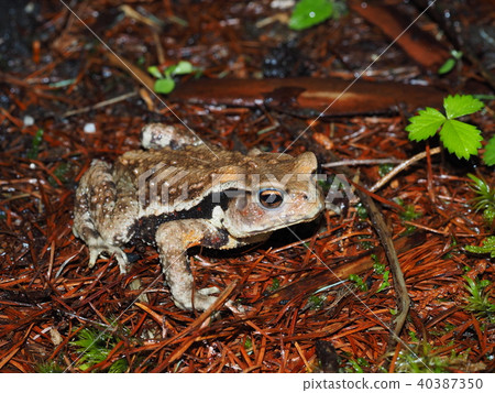 Toad 40387350