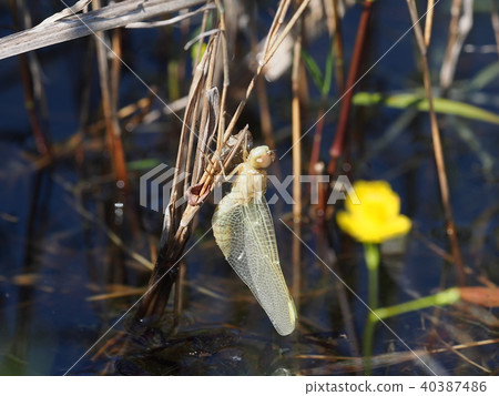 Shojo dragonfly wings 40387486