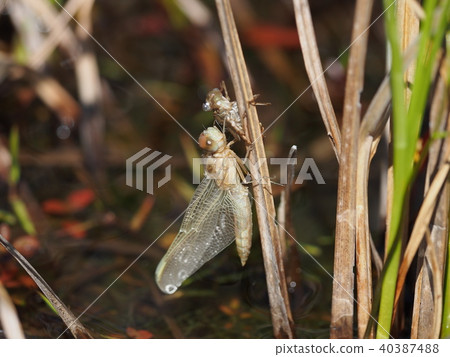 Shojo dragonfly wings Shojo dragonfly wings 40387488