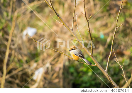Moz perching on a twig 40387614