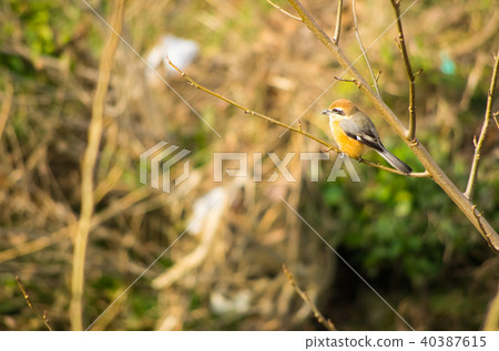 Moz perching on a twig 40387615