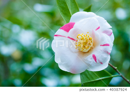 Camellia Camellia 40387924