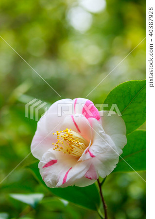 Camellia 40387928