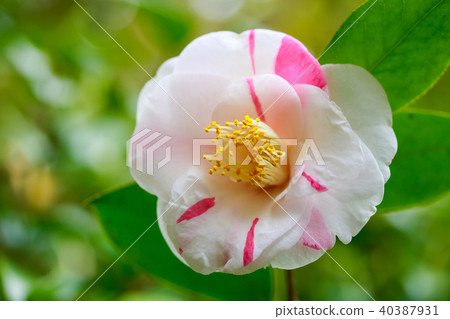 Camellia 40387931