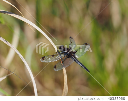 Bekko蜻蜓 Bekko蜻蜓 40387968