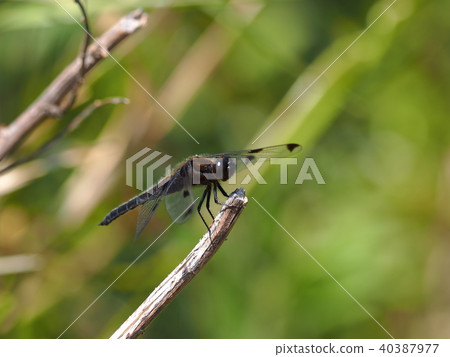 Bekko蜻蜓 40387977