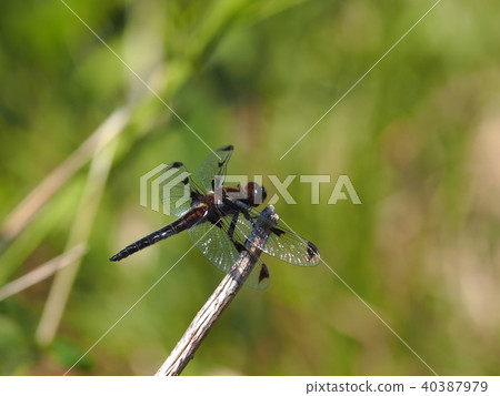 Bekko蜻蜓 Bekko蜻蜓 40387979