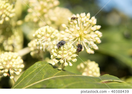 日期花，昆蟲承載的花，飛行葉子花 40388439