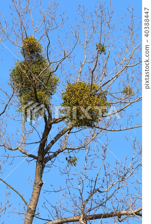 Mistletoe Viscum album on tree Mistletoe Viscum album on tree 40388447