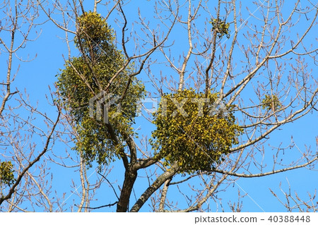 Mistletoe Viscum album on tree Mistletoe Viscum album on tree 40388448