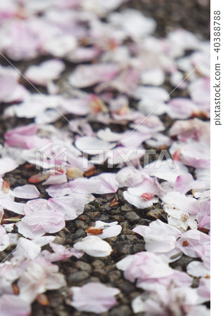 Cherry petals Cherry petals 40388788