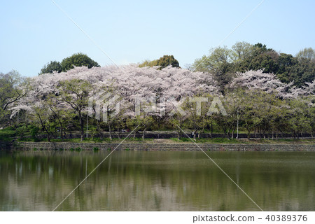 Sakura-2盛開 40389376