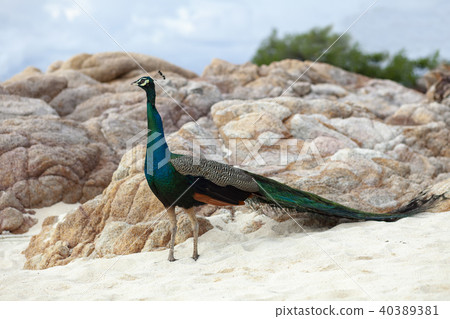beautiful  feather of male indian peacock  40389381