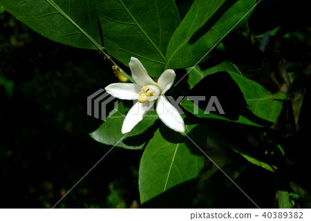 Kishu橙色白花 40389382