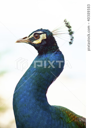 close up head of female indian peacock 40389383