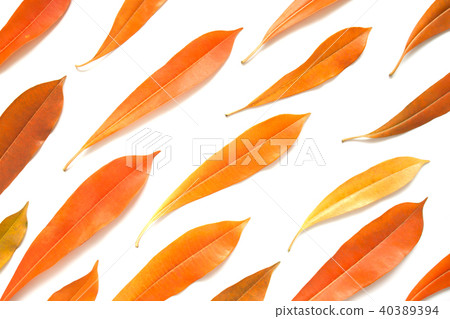 Orange color tree leaves on white background 40389394