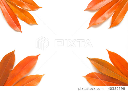 Frame of plant leaves isolated on white background 40389396