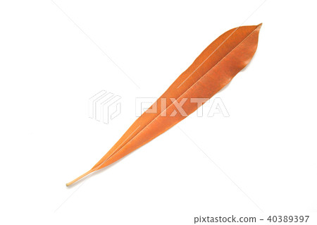 Orange color plant leaf isolated on white  40389397
