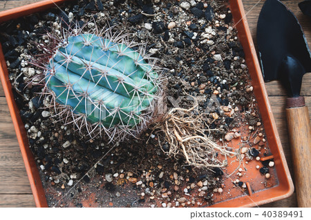 Cactus with bare roots, Gardening cactus 40389491