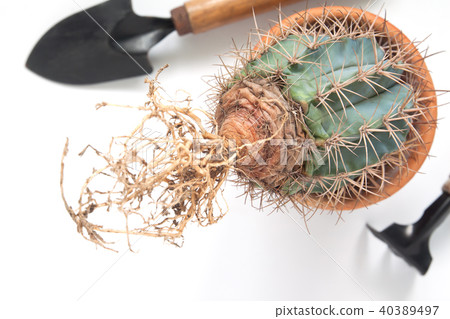 Cactus seedling with long roots Cactus seedling with long roots 40389497