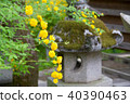 Yamabuki of Matsuo Taisha 40390463