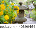 Yamabuki of Matsuo Taisha 40390464