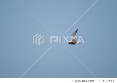 夏翼飛鏢飛 40390631