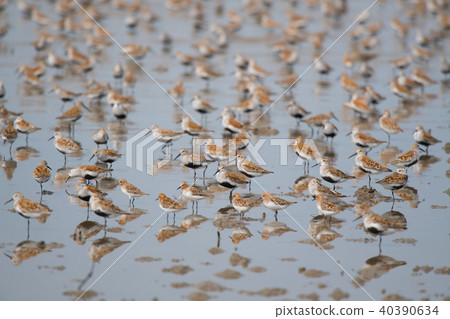 夏天的翅膀 40390634