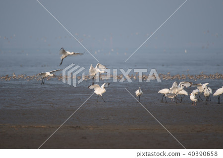 黑臉琵鷺飛向Yoka潮灘 40390658