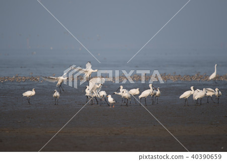 黑臉琵鷺飛向Yoka潮灘 40390659