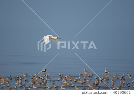 一個美麗的夏天翼的黑頭蜘蛛 40390661