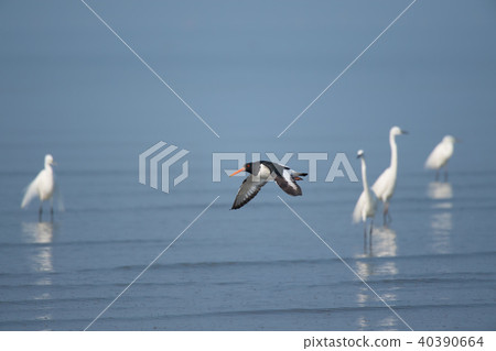 美麗的蠣鷸 美麗的蠣鷸 40390664