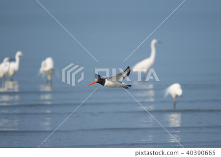 飛行蠣鷸 飛行蠣鷸 40390665