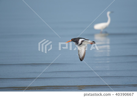 Tidal Flat Yoka Park的Miyakodori 40390667