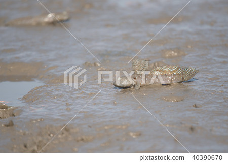 Mtsugoro生活在有明海 40390670