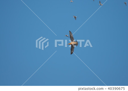 A flying scorpionfish in a blue sky background 40390675