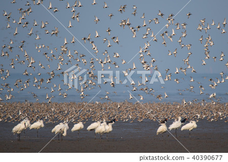 在潮汐平的Yoka公園的野生鳥類 40390677