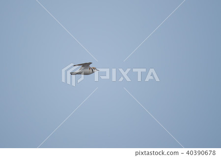 飛行的白鳥 40390678