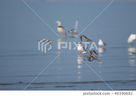 Flying summer wing Toenen 40390682
