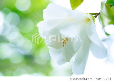 Camellia, bird of the city 40392781