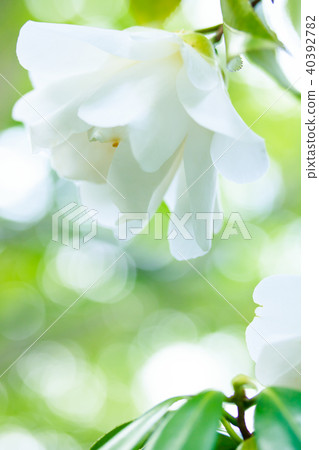 山茶花，城市的鳥 40392782