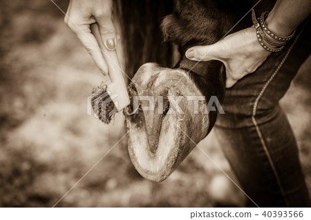 Person cleaning horse hoof with hooves Person cleaning horse hoof with hooves 40393566