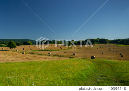 Straw bales on a wheat field. Straw bales on a wheat field. 40394248